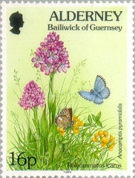 Pyramidal Orchid on an Alderney stamp.